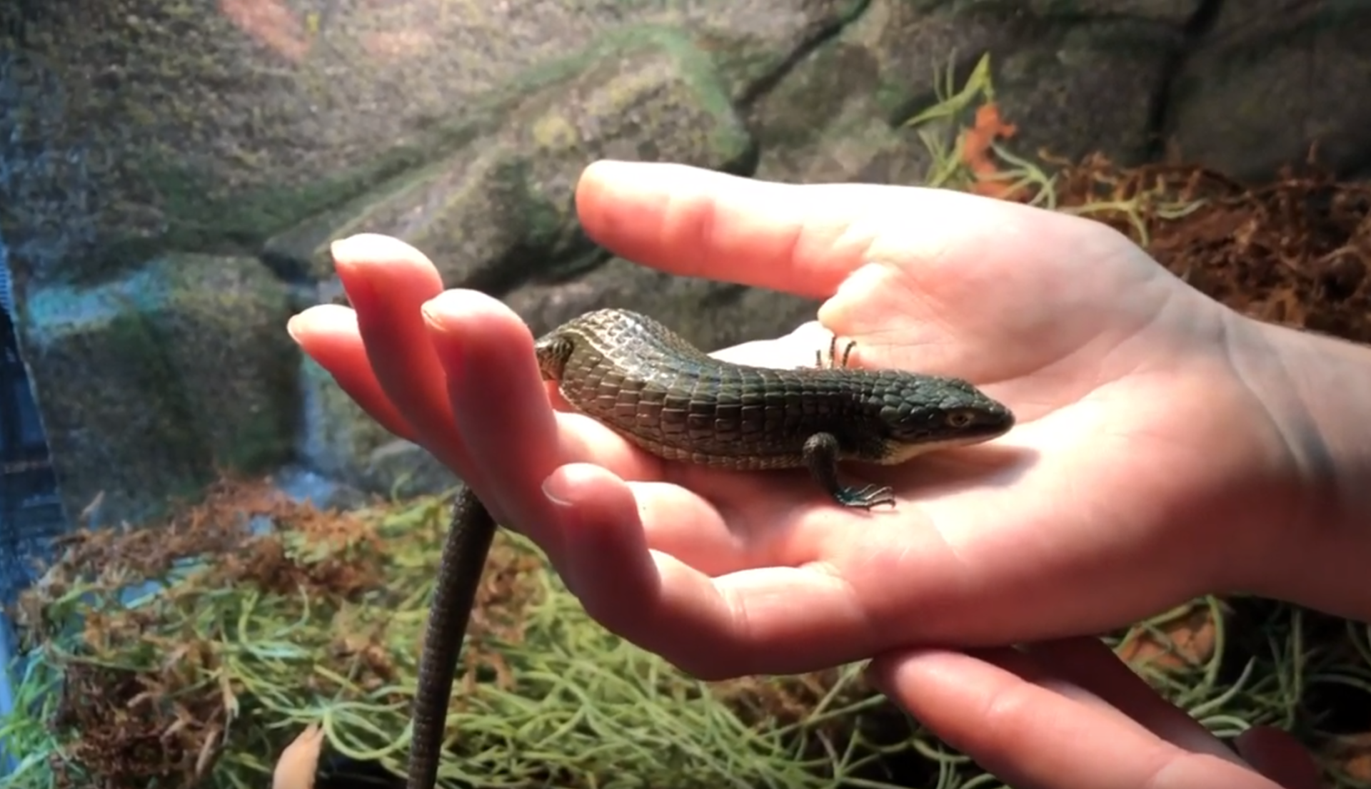 Mexican Alligator Lizard Cook Museum Of Natural Science