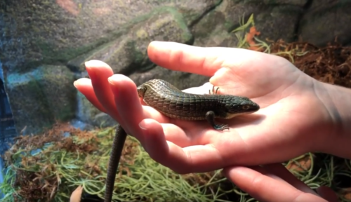 Mexican Alligator Lizard | Cook Museum of Natural Science