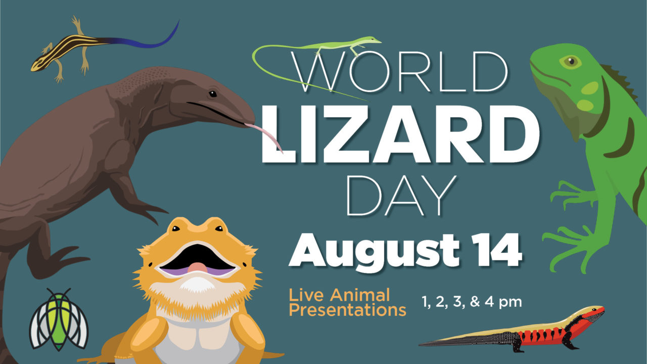 World Lizard Day Screen | Cook Museum Of Natural Science