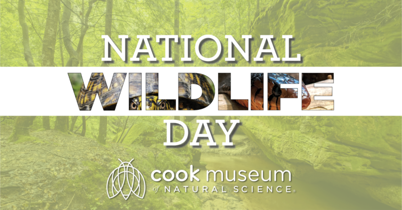 national-wildlife-day-cook-museum-of-natural-science